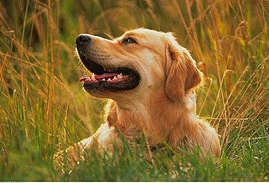 《荒野大镖客：救赎》PS4和NS版解锁发售 港服398港币